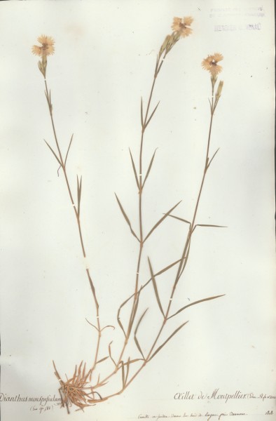 Dianthus monspessulanus CLF018117