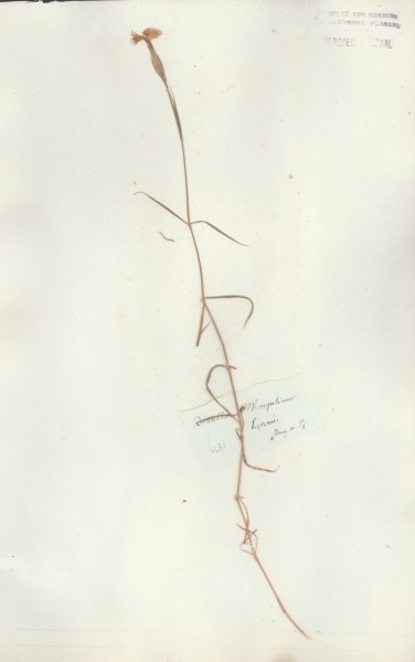 Dianthus mospessulanus CLF018118