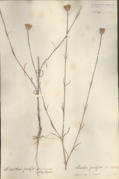 Dianthus prolifer CLF018286
