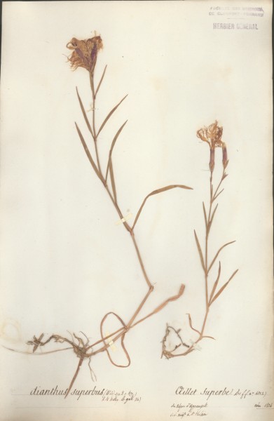 Dianthus superbus