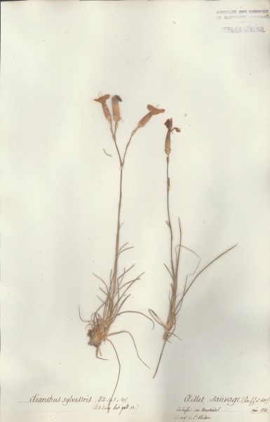 Dianthus sylvestris CLF018174