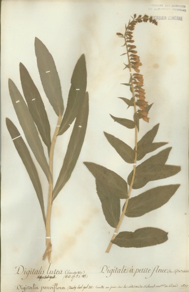 Digitalis lutea CLF071156