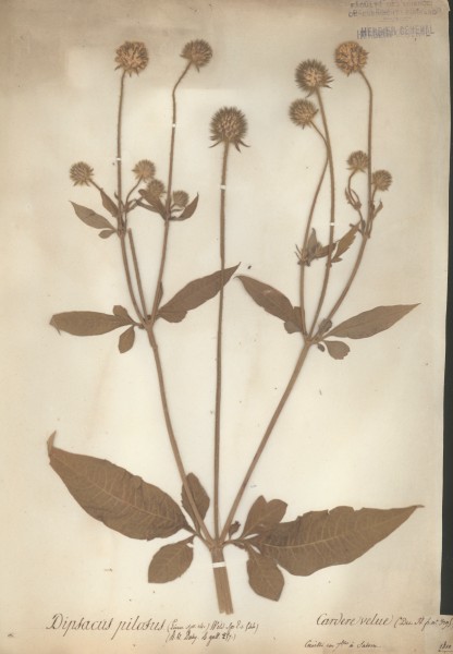 Dipsacus pilosus CLF044649