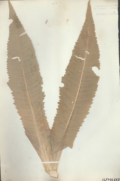 Dipsacus sylvestris  CLF044657