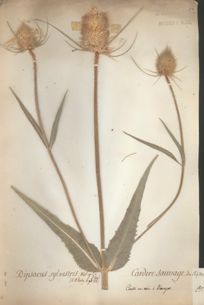 Dipsacus sylvestris CLF044657