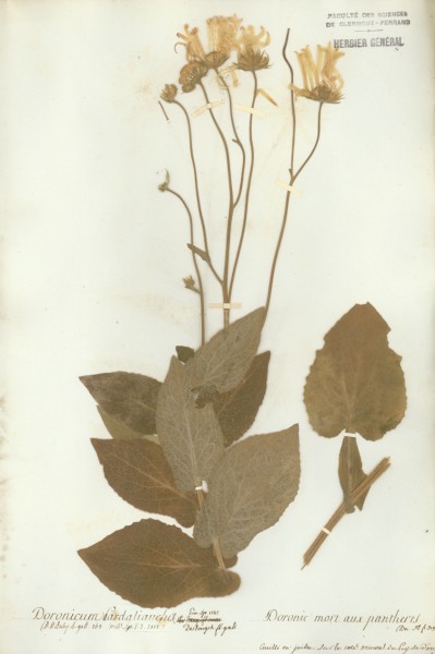 Doronicum pardalianches CLF048504