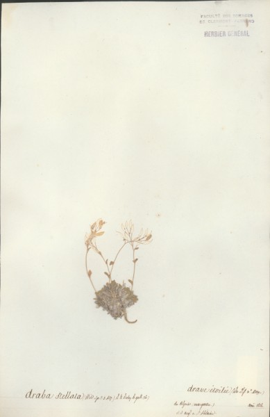 Draba stellata CLF014002