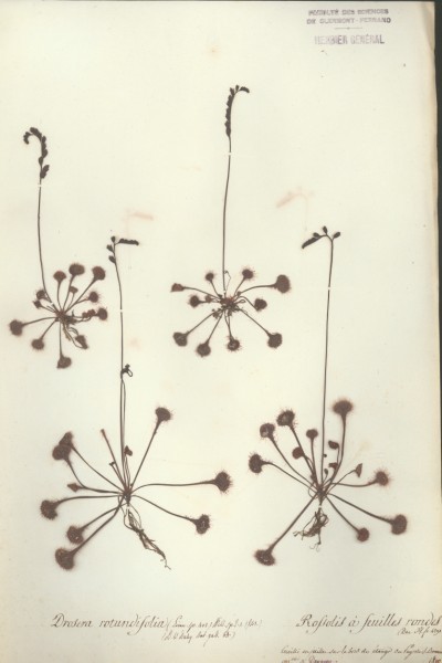 Drosera rotundifolia CLF035988
