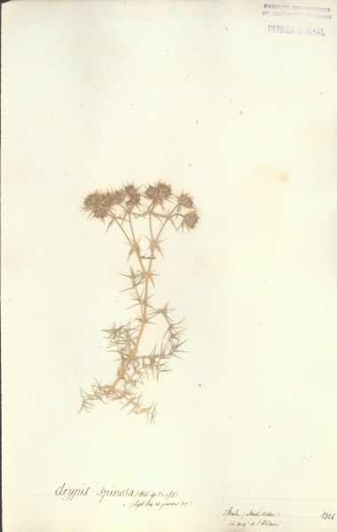 Drypis spinosa CLF018319