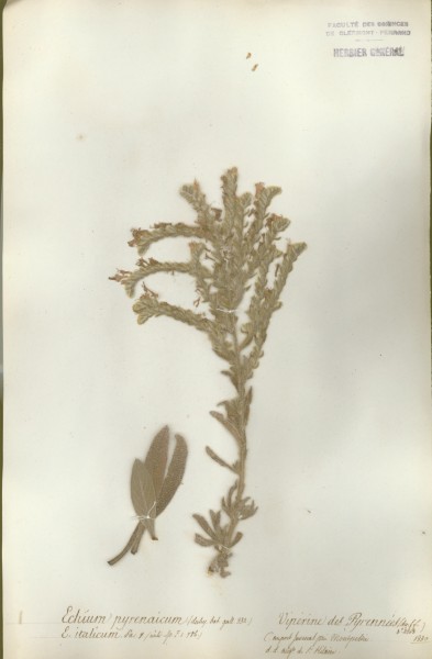 Echium pyrenaicum CLF065190