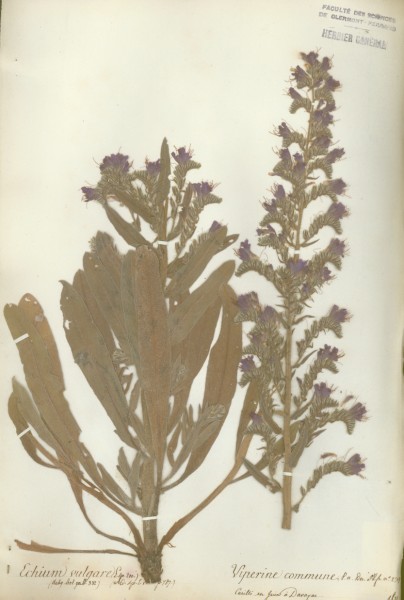 Echium vulgare CLF065206
