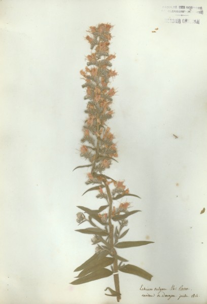 Echium vulgare CLF065207