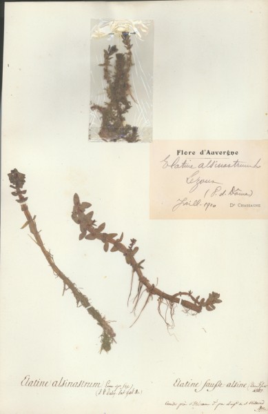 Elatine alsinastrum CLF020294