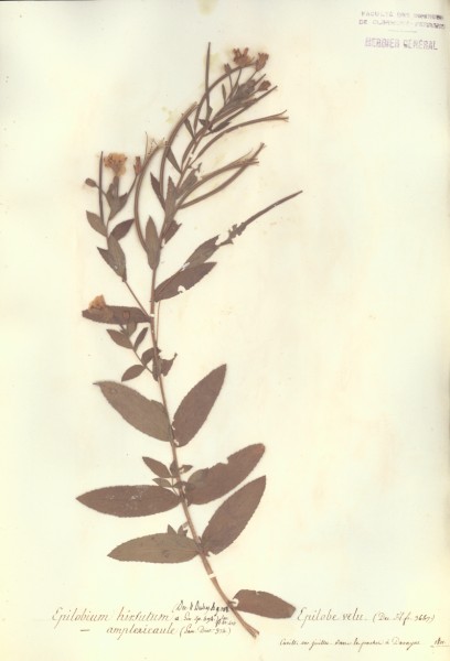 Epilobium hirsutum CLF037580