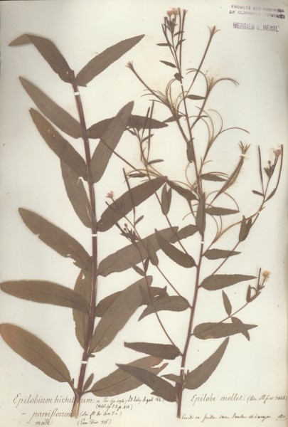 Epilobium hirsutum CLF037674