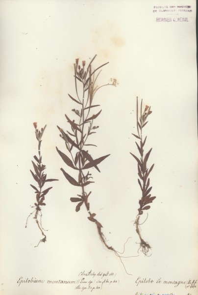 Epilobium montanum CLF037508