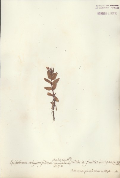 Epilobium origanifolium CLF037477