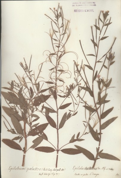 Epilobium palustre CLF037652
