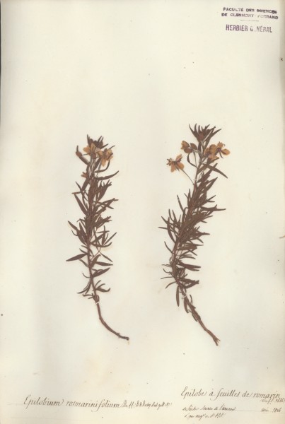 Epilobium rosemarinifolium CLF037528