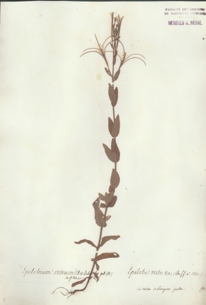 Epilobium rosuem CLF037689