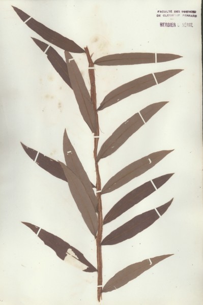 Epilobium spicatum  CLF037713