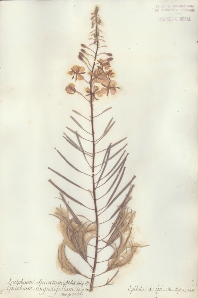 Epilobium spicatum CLF037713