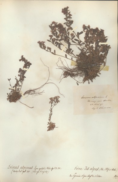 Erinus alpinus CLF071218