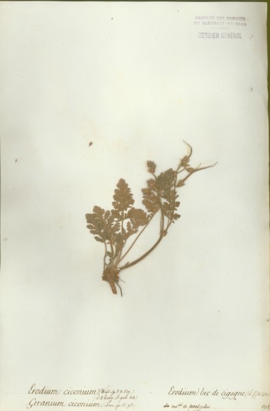 Erodium ciconium CLF021897