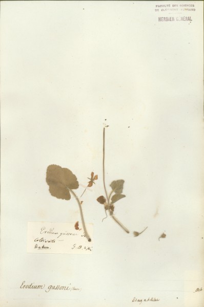 Erodium gussoni CLF021992