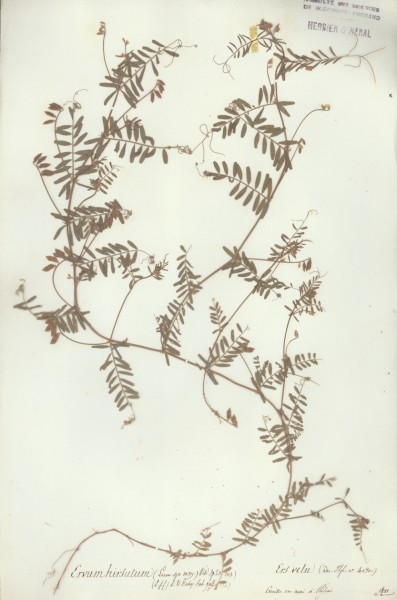 Ervum hirsutum CLF032074