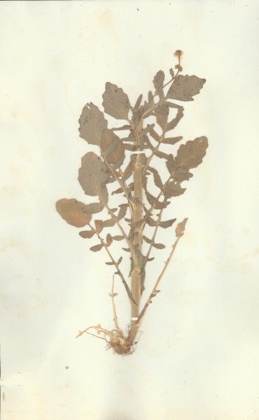 Erysimum barbarea  CLF012940