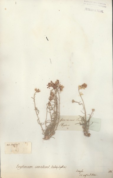 Erysimum canescens CLF014337