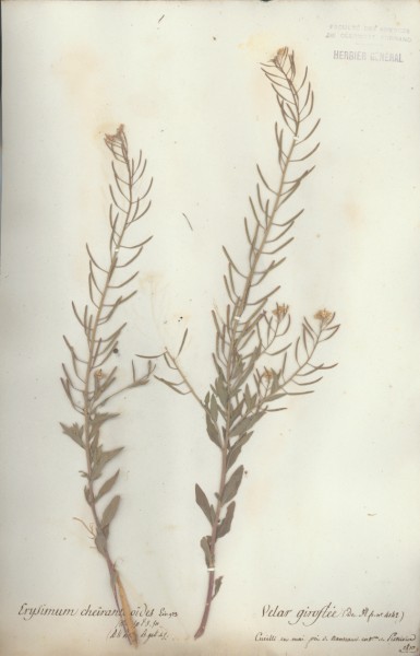 Erysimum che&Atilde;¯rantho&Atilde;¯des CLF014322