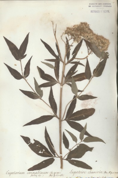 Eupatorium cannabinum CLF045099