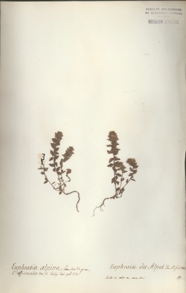 Euphrasia alpina CLF071815