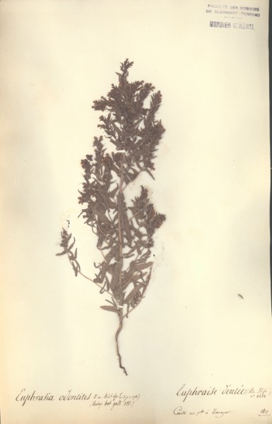Euphrasia odontites CLF071996