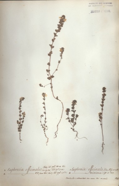 Euphrasia officinalis CLF071879