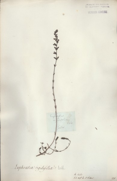 Euphrasia rigidifolia CLF071922