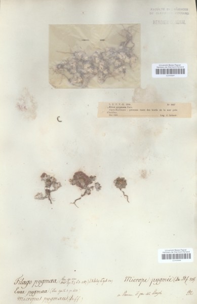 Filago pygmaea CLF045948