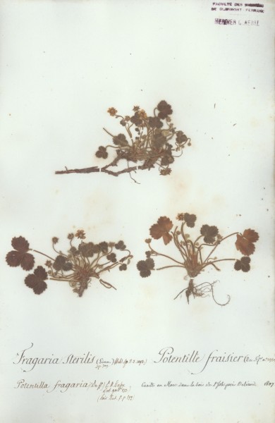 Fragaria sterilis