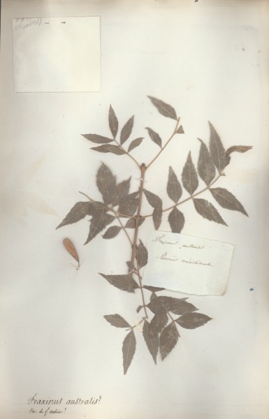 Fraxinus australis CLF059637