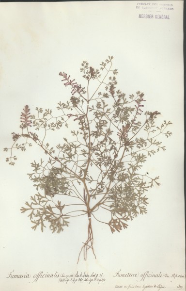 Fumaria officinalis CLF009802