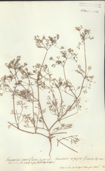 Fumaria parviflora CLF009828