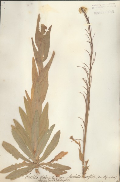 Furritis glabra