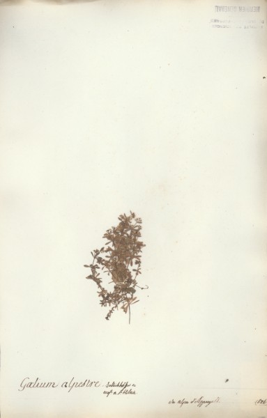 Galium alpestre CLF043461