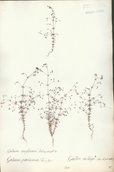 Galium anglicum CLF043450