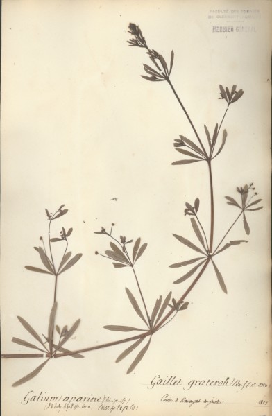 Galium aparine CLF043471