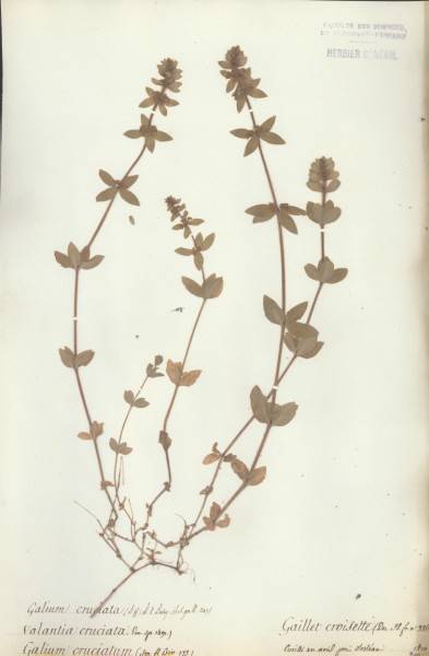 Galium cruciata CLF043536