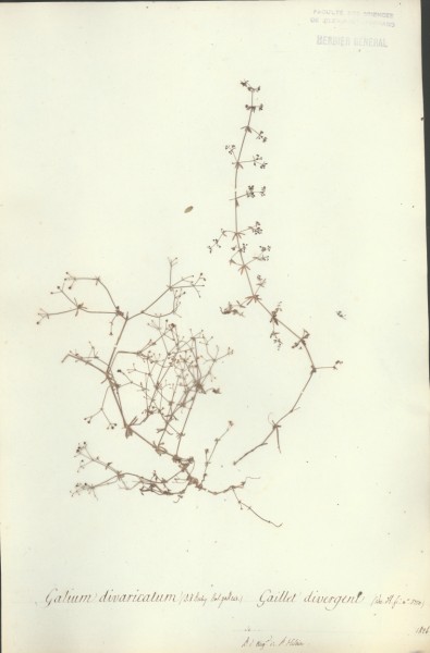 Galium divaricatum CLF043544