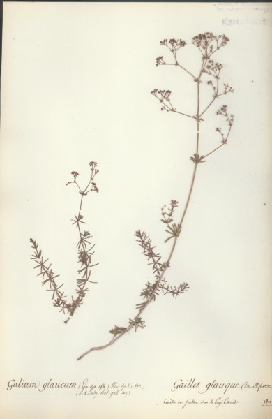 Galium glaucum